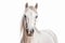 Pure Elegance: Graceful White Horse on a Clean Canvas