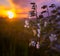 Pure Elegance: White Summer Blossoms Amidst Meadow Bliss