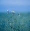 Pure Elegance: White Summer Blossoms Amidst Meadow Bliss