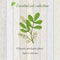 Pure essential oil collection, chinese perfume plant, aglaia odorata. Wooden texture background