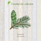 Pure essential oil collection, grand fir. Wooden texture background