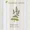 Pure essential oil collection, peppermint. Wooden texture background