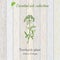 Pure essential oil collection, toothpeak-plant, ammi visnaga. Wooden texture background