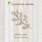 Pure essential oil collection, white cedar. Wooden texture background