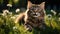 Pure Feline Joy: Ultra-Sharp, Photo-Realistic Smiling Cat