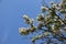 Pure. Flowering  Blooming Apples Flowers With Indigo Blue Sky