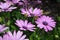 Pure form purple African Daisies