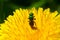 Pure Green Sweat Bee - Augochlora pura