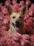 Pure Joy: Happy Dog Frolicking Amongst Pastel Pink Roses