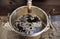 Pure maple syrup freshly poured into a bucket after boiling