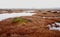 Pure marsh landscape in Estonia