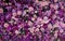 Pure Purple and Pink Array of Flowers Background