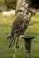 Pure Saker Falcon