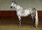 Pure Spanish dapple gray mare portrait