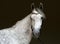 Pure Spanish Horse or PRE,dapple gray mare portrait against  dark background