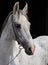 Pure Spanish Horse or PRE, portrait against dark background