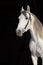 Pure Spanish Horse or PRE, white stallion portrait against  dark background