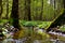 Pure stream in old forest.