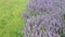 Pure Sweet Lavender With Green Grass