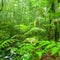 Pure tropical forest on rainy morning