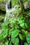 Pure tropical waterfall with lush taro and tropical plants in rainy season