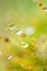 Pure water drops in moss and tropical plants, bokeh and blurred natural green backgrounds. Transparent and bright rain droplet