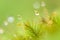 Pure water drops in moss and tropical plants, bokeh and blurred natural green backgrounds. Transparent and bright rain droplet