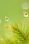 Pure water drops in moss and tropical plants, bokeh and blurred natural green backgrounds. Transparent and bright rain droplet