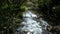 pure water river in a forest