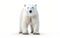 Pure White Bear on White Background