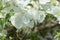 Pure white bougenville flowers