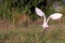 Pure White Crane flying, Soaring and green plants background