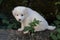 A pure white cute puppy resting on a dead treetrunk.