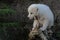 A pure white cute puppy resting on a dead treetrunk.