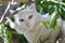 A pure white feral cat peeks through the leaves and branches of a fig tree