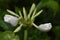 Pure White Flower Ater The Rain