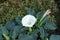 Pure white flower of Datura innoxia