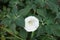 Pure white flower in the leafage of Datura