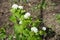 Pure white flowers of Alliaria petiolata