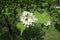 Pure white flowers of Crataegus submollis