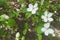 Pure white flowers of Cydonia oblonga