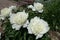 Pure white flowers of peonies