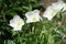 Pure white flowers of showy evening primrose