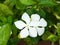 Pure White flowers in a small plant grown in earthen pot