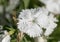 A pure white fringed petal with dew drops, dianthus