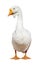 Pure white isolated goose