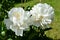 Pure white peony flowers in full bloom