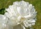 Pure white peony flowers in full bloom