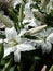 Pure white tiger lilies