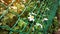 Pure white tiny petals and yellow pistil blomming on green leaves plant between green wire mesh fence